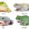 4-Pack of Whites Tree Frogs for Sale (Green, Blue, Blue Eyed, and Snowflake)