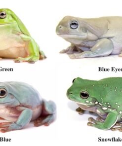 4-Pack of Whites Tree Frogs for Sale (Green, Blue, Blue Eyed, and Snowflake)