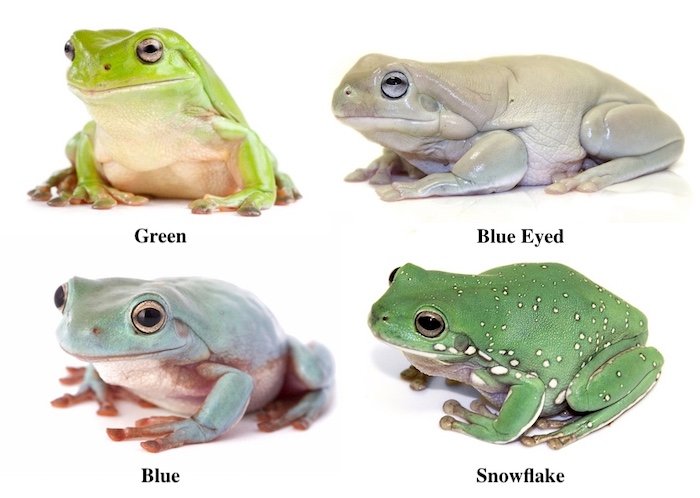 4-Pack of Whites Tree Frogs for Sale (Green, Blue, Blue Eyed, and Snowflake)