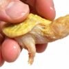 Albino Snapping Turtle for Sale