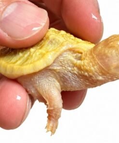 Albino Snapping Turtle for Sale