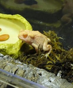 Albino Woodhouse Toad for Sale