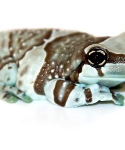 Amazon Milk Frog for Sale