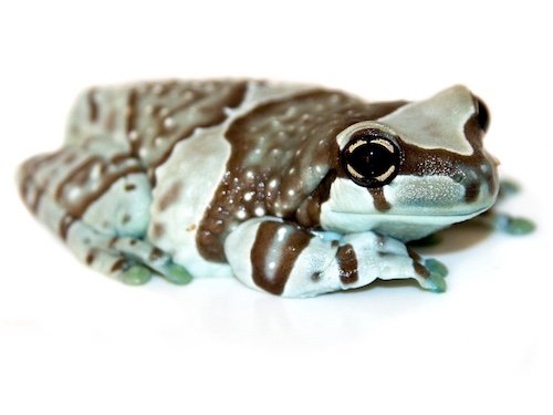 Amazon Milk Frog for Sale