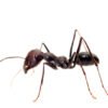 Ants for Sale
