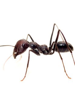 Ants for Sale
