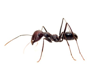 Ants for Sale