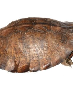 Asian Leaf Turtle for Sale