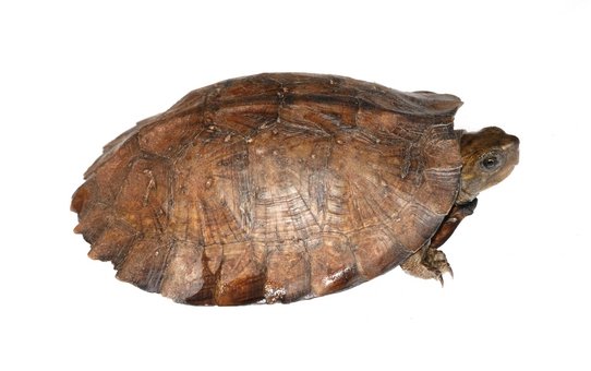 Asian Leaf Turtle for Sale