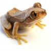 Big Eye Tree Frog for Sale