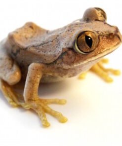 Big Eye Tree Frog for Sale