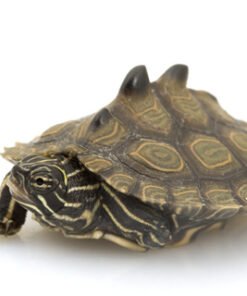 Black Knobbed Map Turtle for Sale