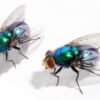 Black Soldier Fly Larvae for Sale