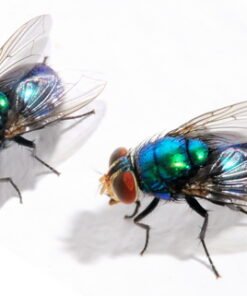 Black Soldier Fly Larvae for Sale
