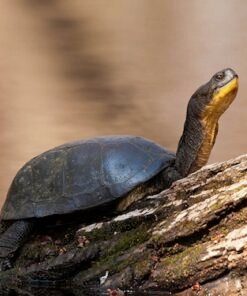 Blandings Turtle for Sale