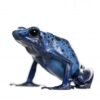 Blue Poison Dart Frog for Sale