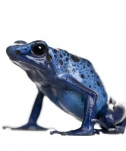 Blue Poison Dart Frog for Sale