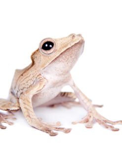 Borneo Eared Tree Frog for Sale