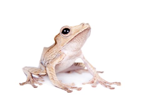 Borneo Eared Tree Frog for Sale