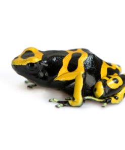 Bumble Bee Poison Dart Frog for Sale