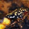 Bumble Bee Toad for Sale