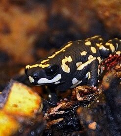 Bumble Bee Toad for Sale