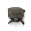 Burmese Mountain Tortoise for Sale