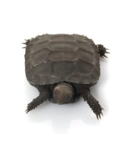 Burmese Mountain Tortoise for Sale