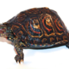 Central American Ornate Wood Turtle for Sale