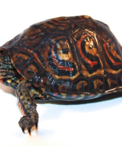 Central American Ornate Wood Turtle for Sale