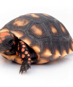 Cherry Head Red Foot Tortoise for Sale