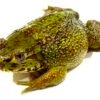 Chilean Wide Mouthed Toad for Sale