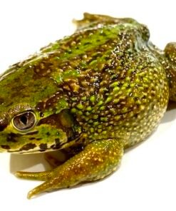 Chilean Wide Mouthed Toad for Sale
