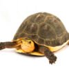 Chinese Box Turtle for Sale