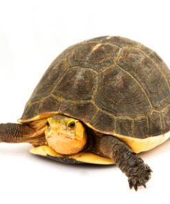 Chinese Box Turtle for Sale