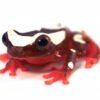 Clown Tree Frog for Sale