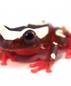Clown Tree Frog for Sale