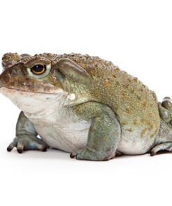 Colorado River Toad for Sale