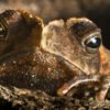 Crested Toad for Sale
