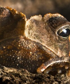 Crested Toad for Sale
