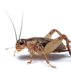 Crickets for Sale