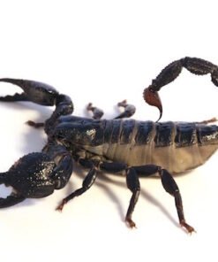 Dictator Scorpion for Sale