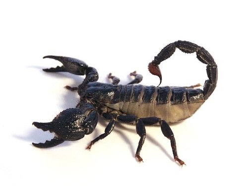 Dictator Scorpion for Sale