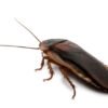 Dubia Roaches for Sale