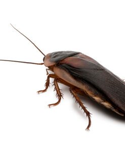 Dubia Roaches for Sale
