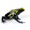 Dyeing Poison Dart Frog for Sale