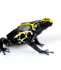 Dyeing Poison Dart Frog for Sale