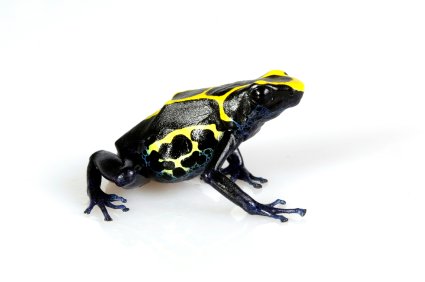 Dyeing Poison Dart Frog for Sale