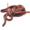 Earthworms for Sale (Red wigglers)