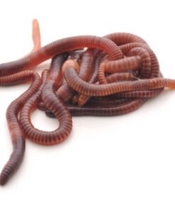 Earthworms for Sale (Red wigglers)